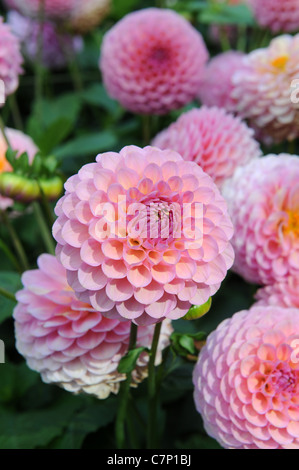 Dahlia hamari rose Banque D'Images