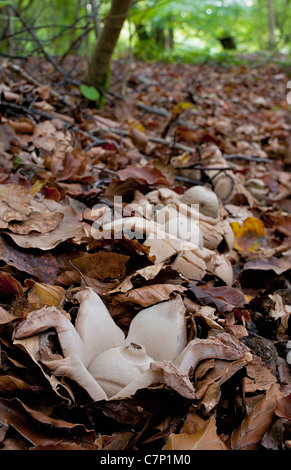 Earthstar Geastrum triplex à collier Banque D'Images