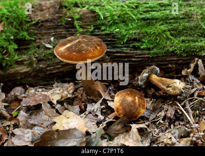 Bay Bolete, Imleria badia (Boletus badius), Boletaceae. Whippendell Woods, Hertfordshire. Banque D'Images