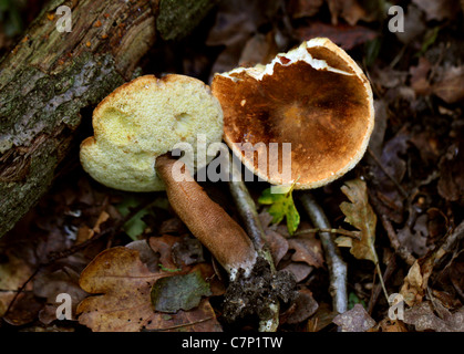 Bay Bolete, Imleria badia (Boletus badius), Boletaceae. Whippendell Woods, Hertfordshire. Banque D'Images