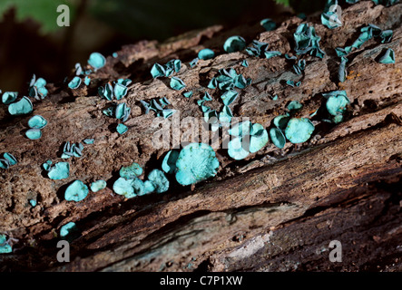 L'Elfcup Chlorociboria aeruginascens vert, amphibien,. Syn. Chlorosplenium aeruginascens aeruginascens Helotium,. Banque D'Images