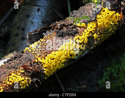 Disco citron champignon, amphibien Bisporella citrina,. Syn. Bisporella claroflava. Banque D'Images