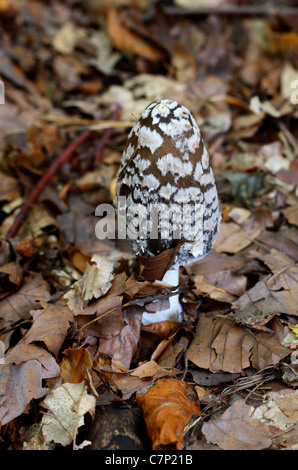 Inkcap Magpie Champignon, Coprinopsis picacea, footballeur angolais Banque D'Images