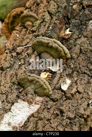 Le sud du champignon, Ganoderma adspersum, Ganodermataceae. Tombé sur le Bouleau. Banque D'Images