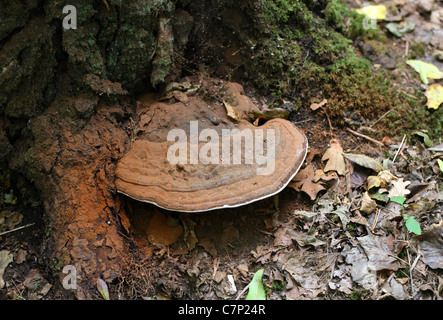 Le sud du champignon, Ganoderma adspersum, Ganodermataceae. Banque D'Images