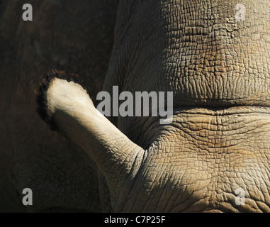 L'oreille d'un rhinocéros noir (Diceros bicornis) Amérique latine : à Port Lympne et animal Wildlife park, Kent, Angleterre. Banque D'Images