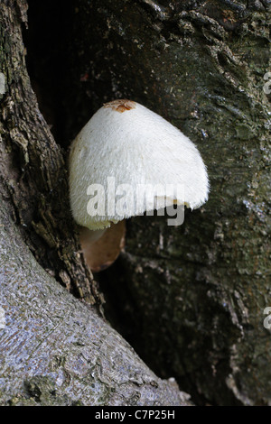 Rosegill Volvariella bombycina, soyeux, Pluteaceae. Banque D'Images