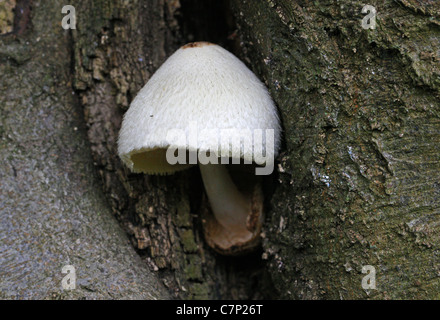 Rosegill Volvariella bombycina, soyeux, Pluteaceae. Banque D'Images