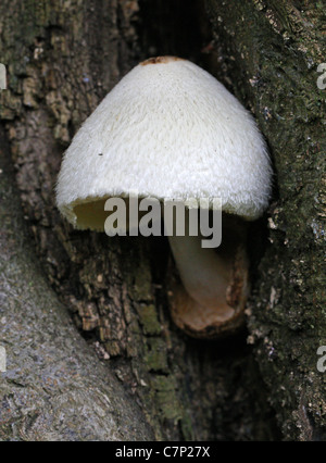 Rosegill Volvariella bombycina, soyeux, Pluteaceae. Banque D'Images