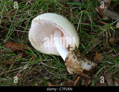 Rosegill Volvariella bombycina, soyeux, Pluteaceae. Banque D'Images