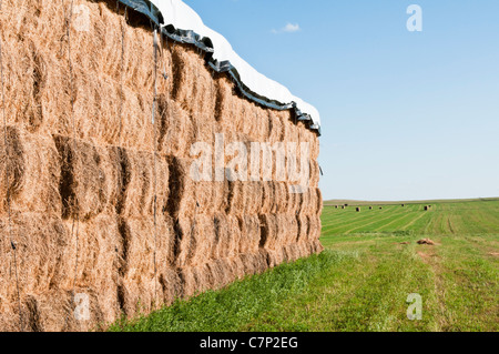 La luzerne en balles carrées sont empilés et couverts pour le stockage dans un champ de luzerne dans le Dakota du Sud. Banque D'Images