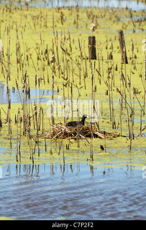 Foulque assis sur son nid dans un marais, Saskatcewan Canada. Banque D'Images