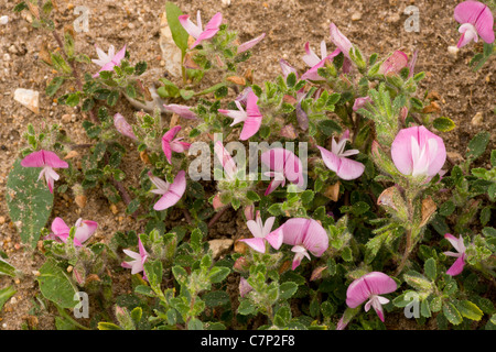 En common Restharrow Ononis repens Breckland, fleur, Banque D'Images