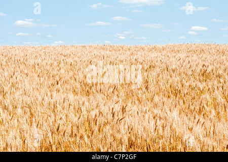 Une récolte de blé mûr est indiqué dans le champ avec white puffy nuages dans le ciel bleu. Banque D'Images