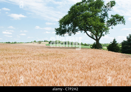 Une récolte de blé mûr est indiqué dans le champ avec white puffy nuages dans le ciel bleu. Banque D'Images