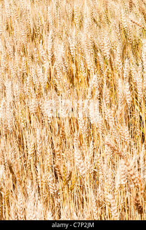 Une récolte de blé mûrs d'or est indiqué dans le champ. Banque D'Images