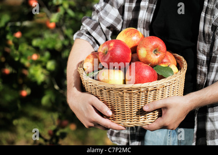 Farmer holding un panier en osier rempli de pommes récoltées. Banque D'Images