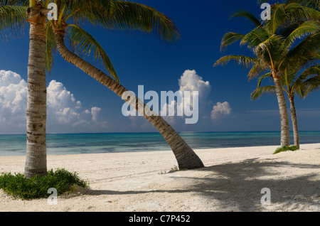 Vide golfe du Mexique océan plage avec des cocotiers dans la Riviera Maya mexique Banque D'Images