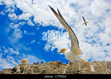 Australasian Bassan (Morus serrator, ou Sula bassana, également Australian Gannet, Tākapu), à la colonie de corail noir près de Cape Kidna Banque D'Images