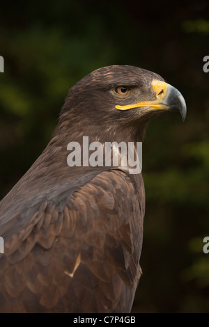 Aigle royal Aquila nipalensis Steppe russe Banque D'Images