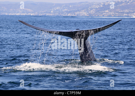 La queue d'une baleine bleue, l'eau s'écoule après la plongée à Orange County, Californie Banque D'Images