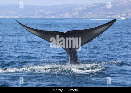 La queue d'une baleine bleue, l'eau s'écoule après la plongée à Orange County, Californie Banque D'Images