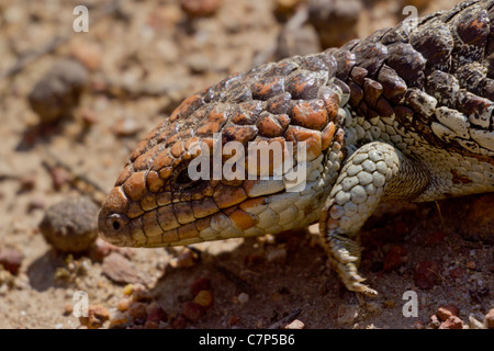 Sur la tête de côté détail d'un scinque Shingleback Banque D'Images