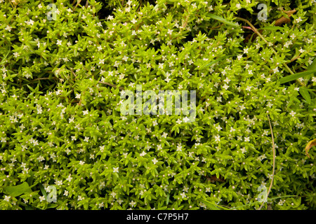 Crassula helmsii Nouvelle-zélande Pigmyweed - hautement aquatiques non indigènes envahissantes - Northumberland. Banque D'Images