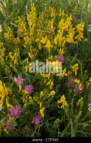 Dyer's Greenweed Genista tinctoria et Zig-zag, trèfle, Northumberland Banque D'Images