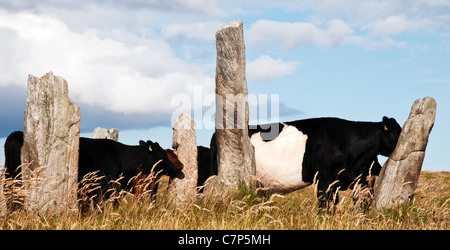 Vaches dans la pierre ancienne Callanish circle sur l'île de Lewis, origine les Hébrides, Ecosse Banque D'Images