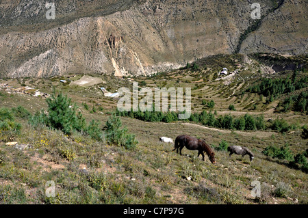 Parcours dans la vallée de Muchu, Humla. Banque D'Images