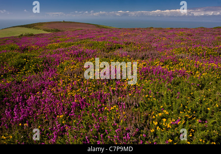 La lande d'Exmoor à la fin de l'été, avec l'ouest de l'ajonc et Bruyère cendrée en pleine floraison ; au-dessus de Brendon, Devon Banque D'Images