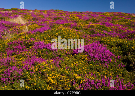 La lande d'Exmoor à la fin de l'été, avec l'ouest de l'ajonc et Bruyère cendrée en pleine floraison ; au-dessus de Brendon, Devon Banque D'Images