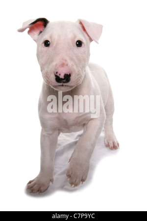 English bull terrier chiot unique dans un studio UK Banque D'Images