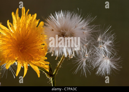 Sow-Thistle vivaces, Sonchus arvensis, en fleurs avec têtes de graine. Banque D'Images