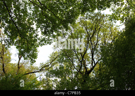 Forêt, arbres, feuillage, les arbres feuillus. Banque D'Images