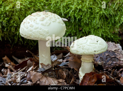 Death-Cap faux, Amanita citrina en vieux bois, New Forest. Banque D'Images