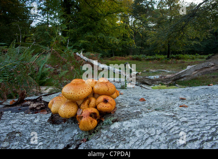 Scalycap Pholiota aurivella, or  = P. adiposa tombé sur tronc de hêtre, New Forest Banque D'Images