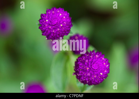 Gomphrena globosa . Globe Amarante ou baccalauréat en fleurs bouton en Inde Banque D'Images