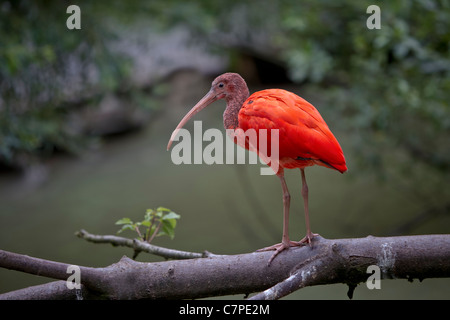 Roter Ibis Banque D'Images