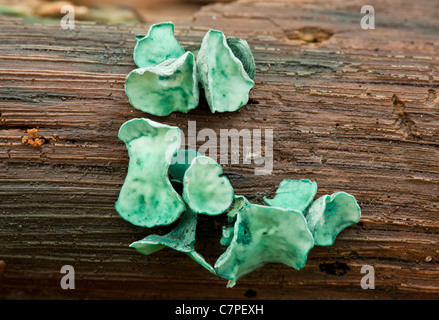 Le bois vert Chlorociboria aeruginascens-cup,  = Chlorosplenium, organes de fructification. Le bois vert utilisé pour faire Tunbridge Ware Banque D'Images