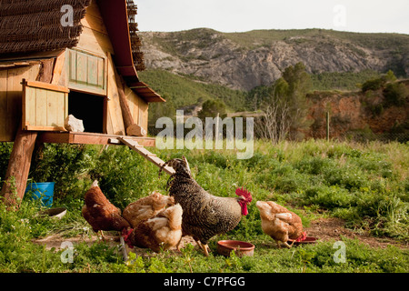 Poulets et poulailler à basse cour Banque D'Images