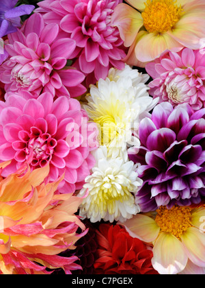 Un bouquet un dahlias montrant les flowerheads frais Banque D'Images