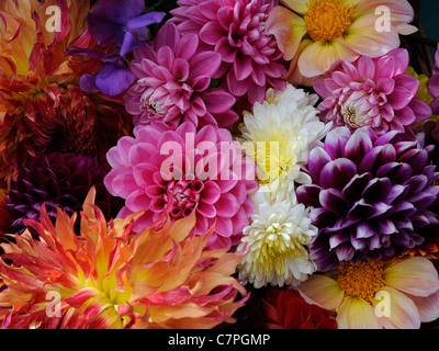 Un grand bouquet de fleurs de dahlia colorées. Banque D'Images