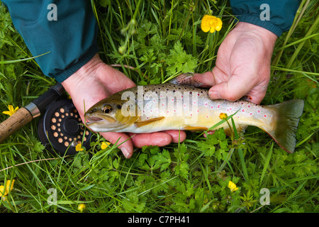 Fisherman holding brown trout in grass Banque D'Images