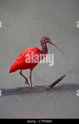 Roter Ibis Banque D'Images