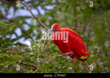 Roter Ibis Banque D'Images