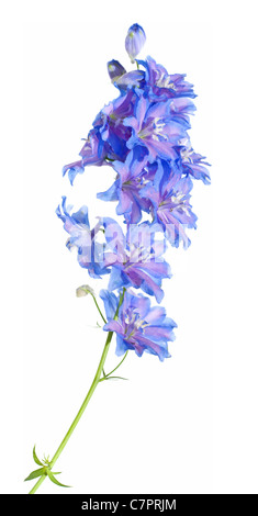 Delphinium bleu, Banque D'Images