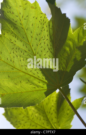 Les pucerons noirs suçant la sève des plantes, les Hémiptères sur la partie inférieure de la feuille de platane Banque D'Images