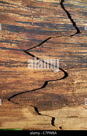 Close-up of dead tree trunk avec crack en zigzag qui la traverse Banque D'Images